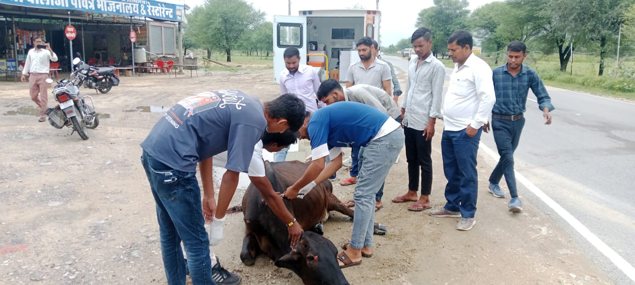 एनिमल साइंस एंड टेक्नोलॉजी प्रशिक्षण के प्रशिक्षणार्थियों द्वारा दुर्घटना में घायल गौ वंश का प्राथमिक उपचार 